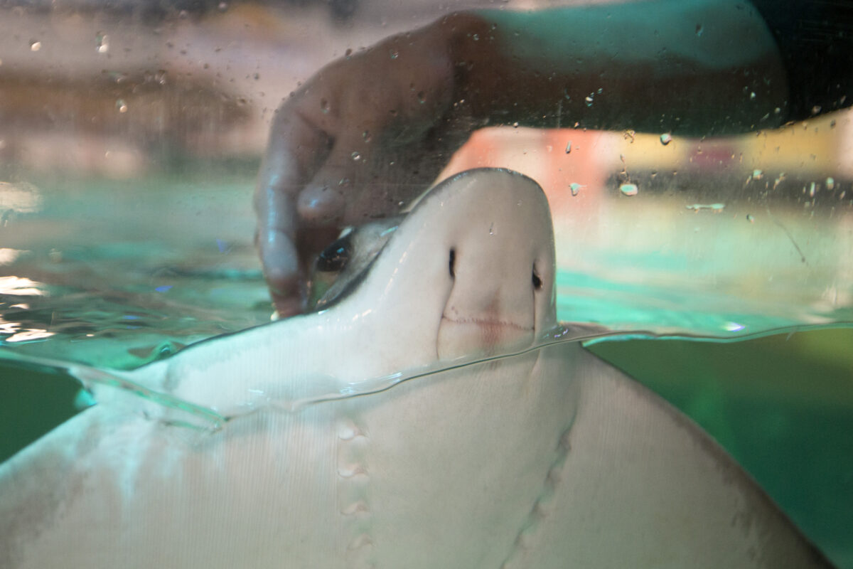 New SeaQuest Interactive Aquarium opens in Layton Hill Mall News